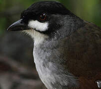 Jocotoco Antpitta