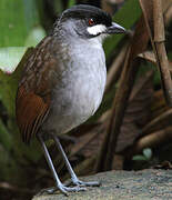 Jocotoco Antpitta