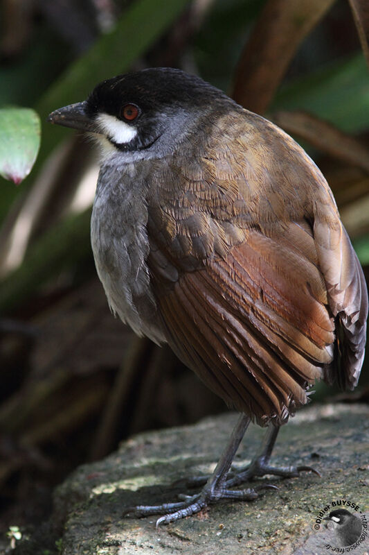 Jocotoco Antpittaadult, identification