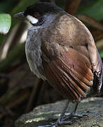 Jocotoco Antpitta