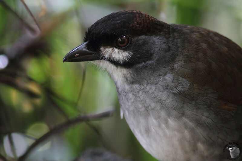 Jocotoco Antpittaimmature, identification