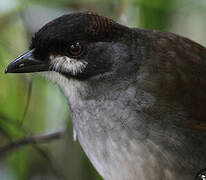 Jocotoco Antpitta