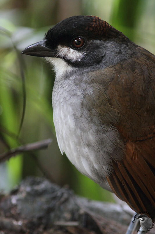 Jocotoco Antpittaimmature, identification