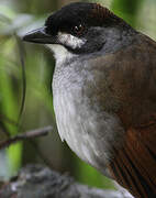 Jocotoco Antpitta