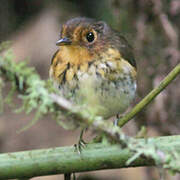 Ochre-breasted Antpitta