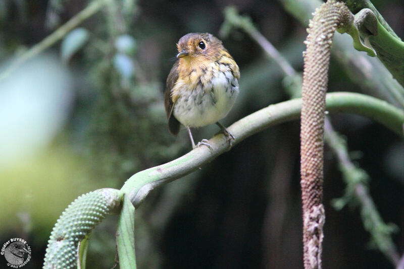 Ochre-breasted Antpitta female adult, identification