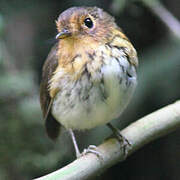 Ochre-breasted Antpitta