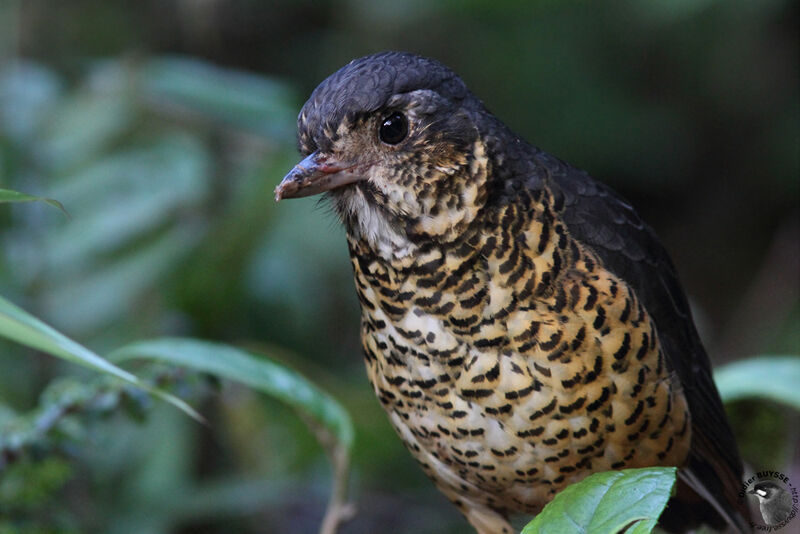 Undulated Antpittaadult, identification