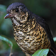 Undulated Antpitta