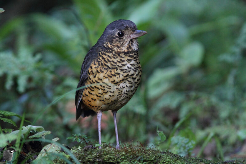 Grallaire ondéeadulte, identification