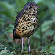 Undulated Antpitta