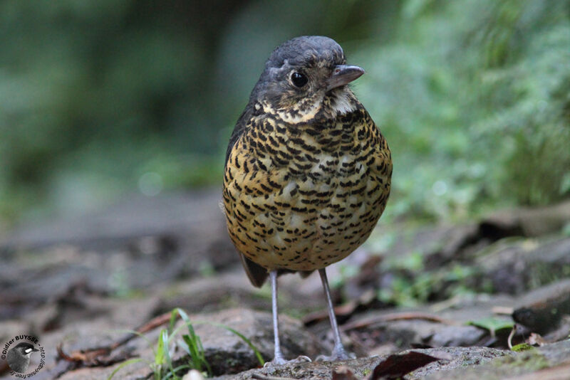 Grallaire ondéeadulte, identification