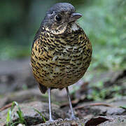 Undulated Antpitta