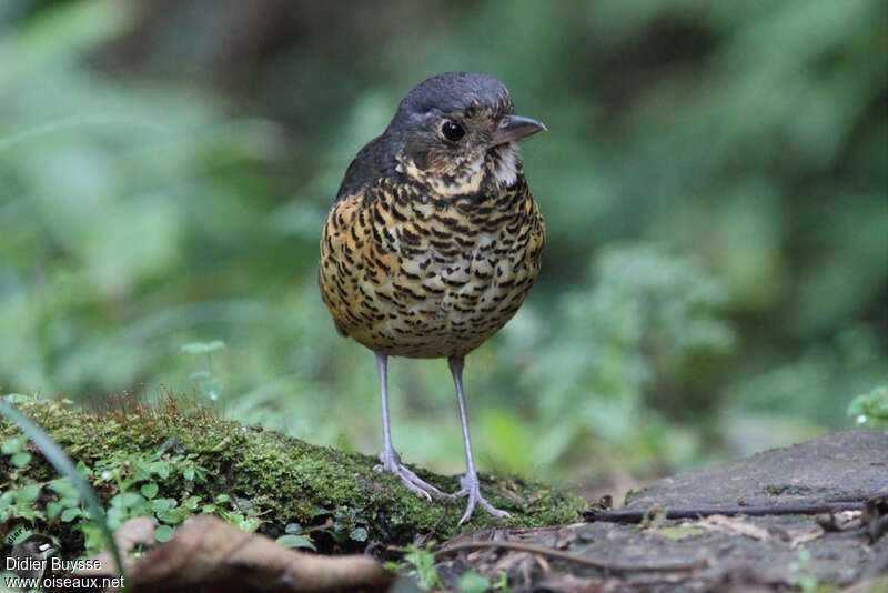 Grallaire ondéeadulte, identification