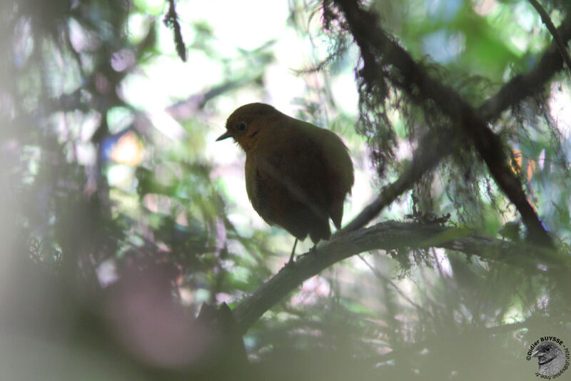 Rufous Antpittaadult, identification