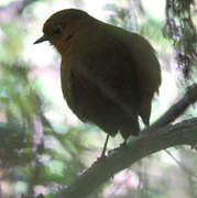 Muisca Antpitta