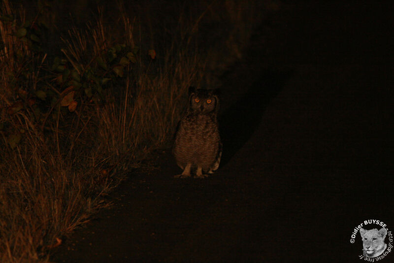 Spotted Eagle-Owladult, identification