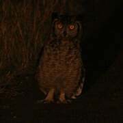 Spotted Eagle-Owl