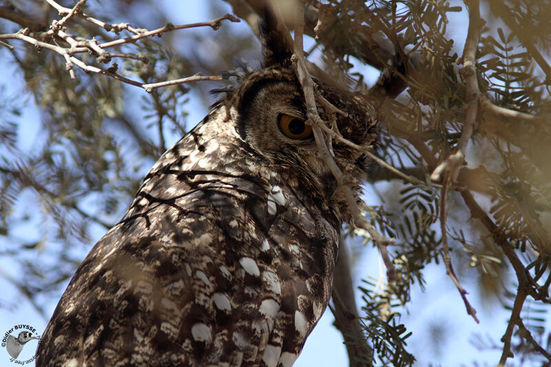 Grand-duc africainadulte, identification