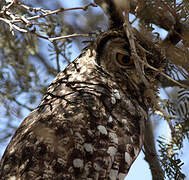 Spotted Eagle-Owl