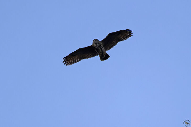 Eurasian Eagle-Owladult, Flight