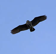 Eurasian Eagle-Owl