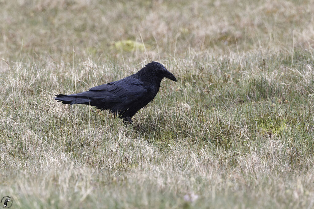 Northern Ravenadult