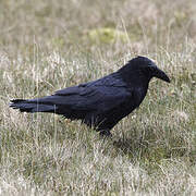 Northern Raven