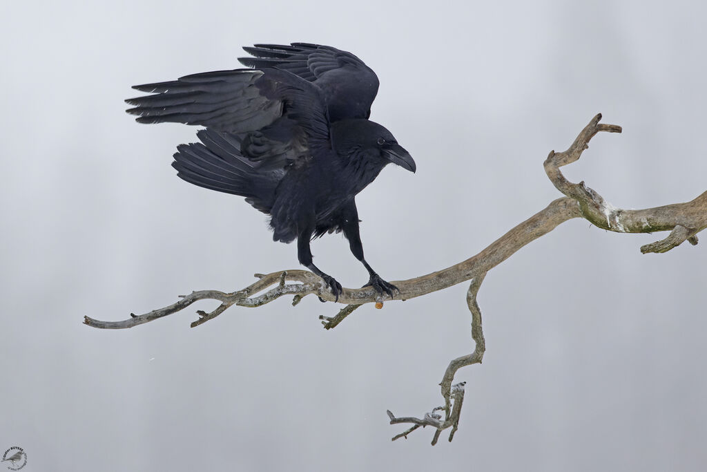 Northern Raven