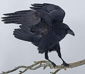 Grand Corbeau