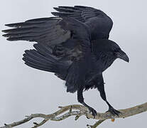 Grand Corbeau