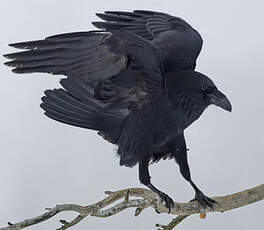 Grand Corbeau