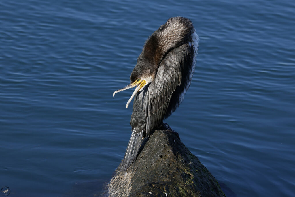 Grand Cormoran
