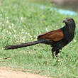 Grand Coucal