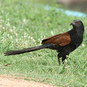 Greater Coucal