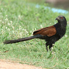 Grand Coucal