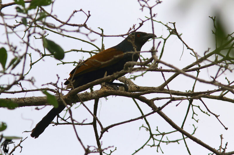 Greater Coucaladult, identification