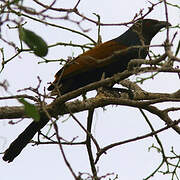 Greater Coucal