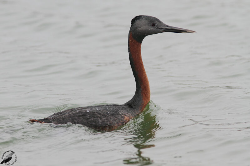 Grand Grèbeadulte, identification