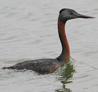 Great Grebe