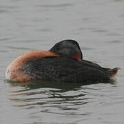 Great Grebe