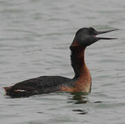 Great Grebe