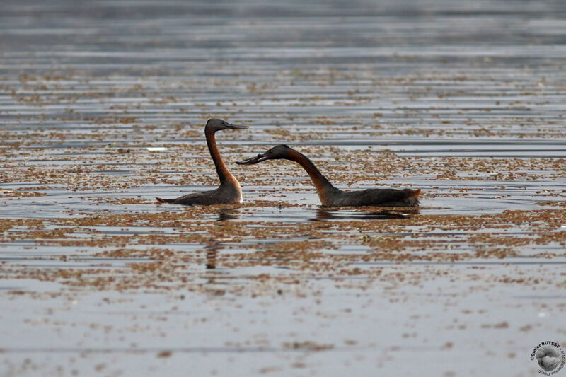 Great Grebeadult breeding, courting display