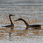 Great Grebe