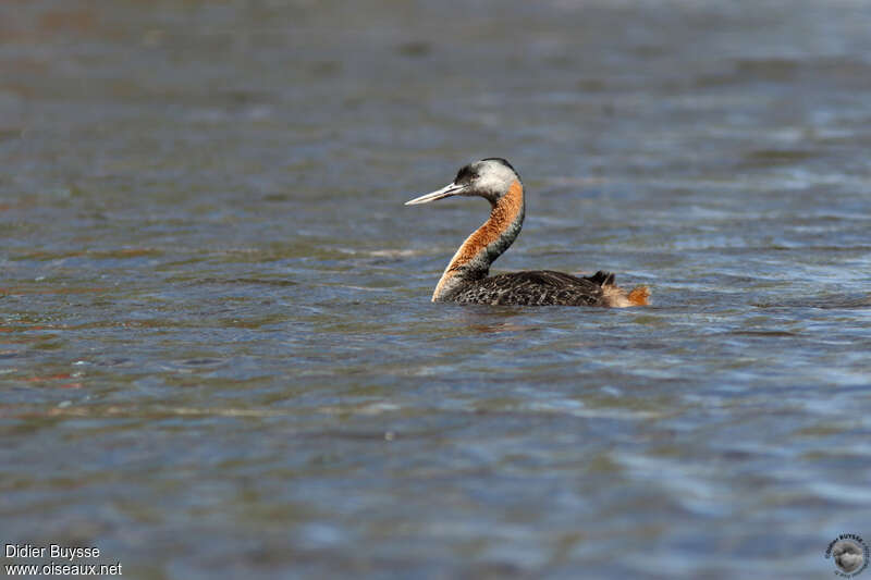 Great Grebeadult, identification