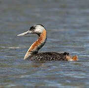 Great Grebe