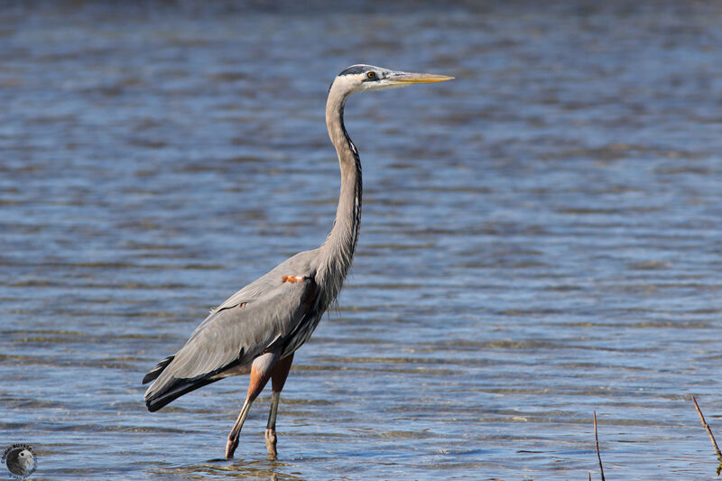 Great Blue Heronadult, identification