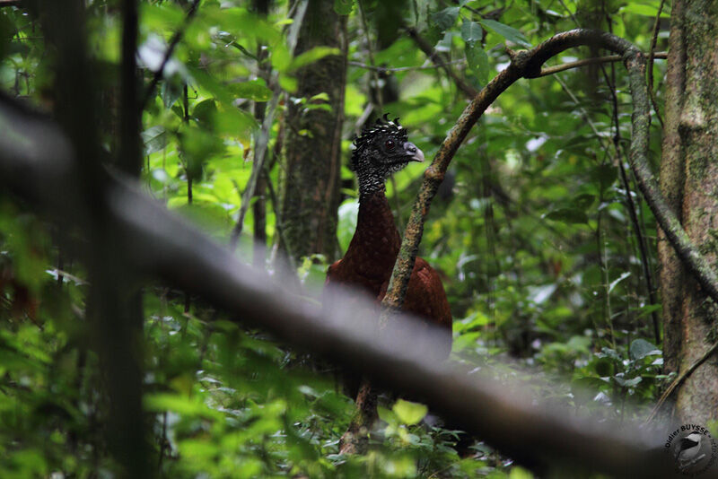 Great Curassow female adult, identification