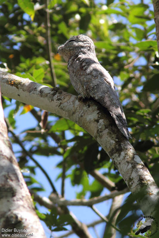 Grand Ibijauadulte, identification