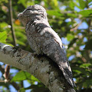 Great Potoo